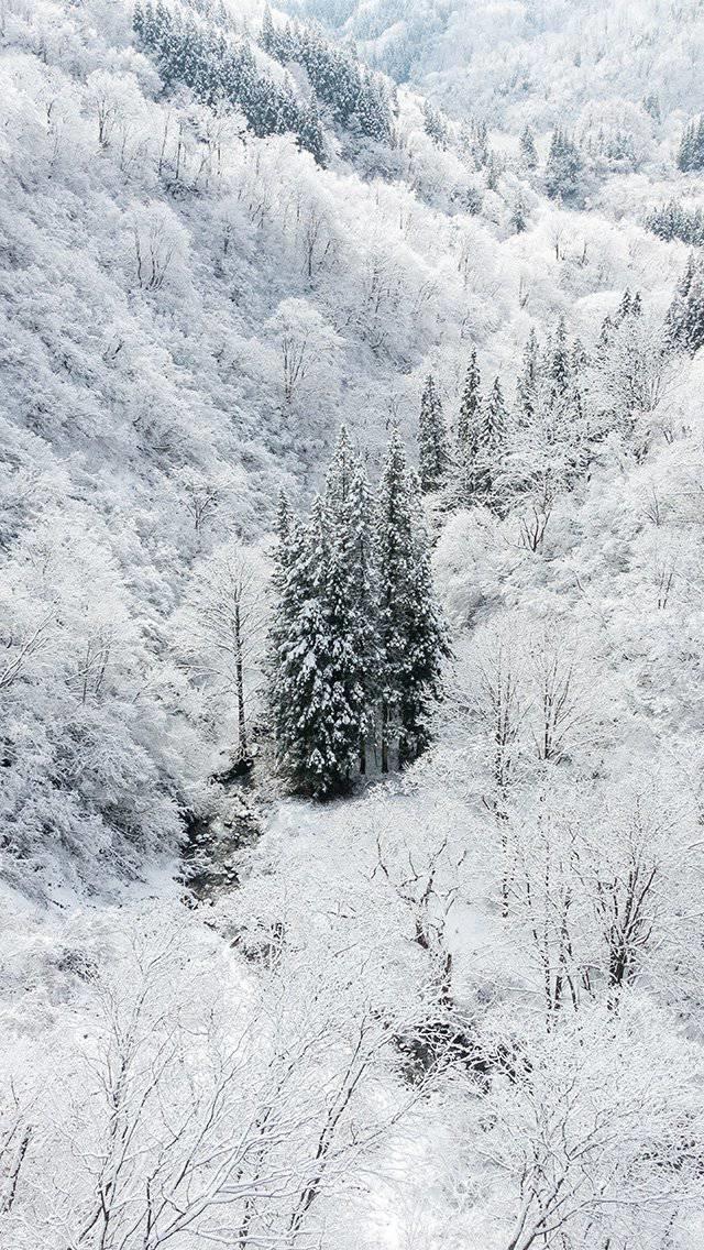 white-snow-wood-forest-mountain-iphone-5