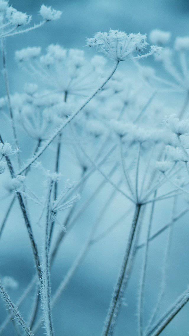 snow-winter-flower-blue-nature-bokeh-iphone-5